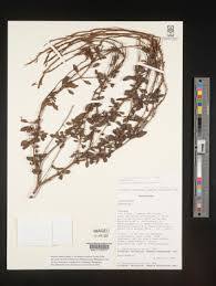 Image result for Chascanum schlechteri