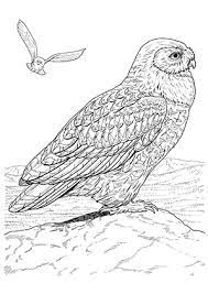 Ausmalbild Sitzende Eule Zum Kostenlosen Ausdrucken Und Ausmalen Ausmalbilder Malvorlagen Eule Malvorlage Eule Vogel Malvorlagen Ausmalbilder Eulen