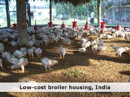 Simple Poultry Housing Design Broiler Farm Poultry House