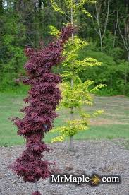 Acer Palmatum Twombly S Red Sentinel Columnar Japanese Maple Japanese Garden Acer Palmatum Japanese Garden Design