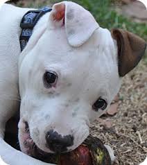 The bullypit is a mixed breed the result of crossing an american bulldog with an american pit bull. Kingman Az American Pit Bull Terrier Meet Paddy A Pet For Adoption