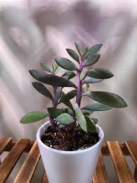 Image result for Senecio greenwayi