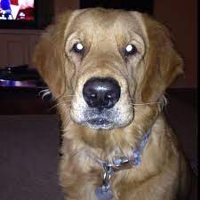 This page is designed to answer that question. Pin On Animals That I Love