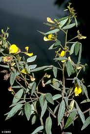 Image result for Cajanus