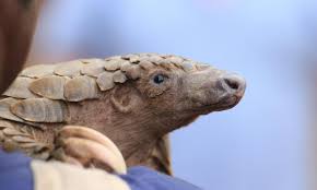 Poaching, trafficking, deforestation, and other human pressures played out right before his eyes. The Evolving War On Illegal Wildlife Trade International Institute For Sustainable Development
