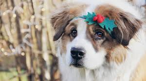 Kitten wallpaper animal wallpaper christmas kitten christmas animals. St Bernard Dog With Christmas Decoration Band On Head Hd Animals Wallpapers Hd Wallpapers Id 54785