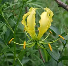 Image result for Aeollanthus buchnerianus