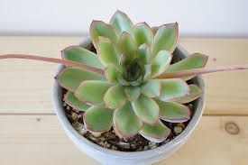 花を取り除いた花うらら ウチデグリーン Uchi De Green