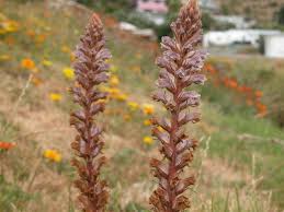 Image result for Orobanche minor