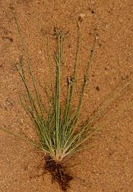 Image result for Bulbostylis hispidula