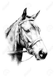Disegno A Matita Di Cavallo Testa Disegno Di Cavallo Disegni Disegni A Matita