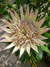 Image result for Protea cynaroides