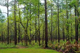 Hikers in the northwestern corner of the apalachicola national forest near camel lake can explore a diverse area of unique plant communities. In The Forest By Scott Gilbertson