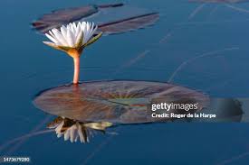 Image result for Nymphaea maculata