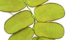 Image result for Salviniaceae