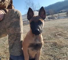 We did not find results for: Belgian Malinois Puppy For Sale In Tazewell Tn Adn 64470 On Puppyfinder Com Gender Femal Malinois Puppies Malinois Puppies For Sale Belgian Malinois Puppies