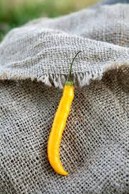 Image result for Capsicum baccatum