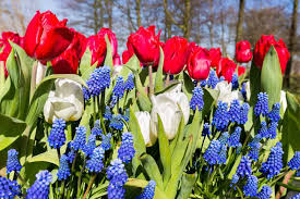 Download and use 90,000+ red flowers stock photos for free. Everything You Should Know About Red White And Blue Flowers Floraqueen