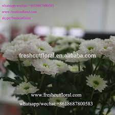 Funeral flowers please telephone the shop or you can order florist choice funeral flowers online. Wholesale Finest Malaysian Mums Flower For Funeral Flowers Arrangements From Kunming Yunnan Buy Chrysanthemum Flowers Fresh Cut Spray Chrysanthemum Flowers Fresh Cut Roses Flowers Product On Alibaba Com