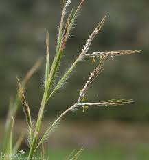 Image result for Hyparrhenia formosa