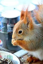 Brown Squirrel Cute Funny Animals Cute Animal Pictures Funny Animals