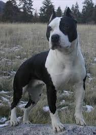 pin on petey buddy puppy recipes