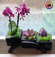 14 Begenme 3 Yorum Instagram Da Fotoselect Fotoselect Fotoselect Makro Macro Orkide Orchid Kaktus Cactus T Orkideler Aranjman Kaktus