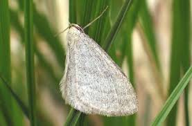 Image result for Scopula ternata