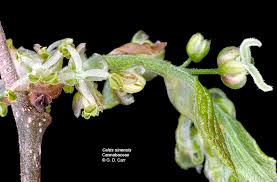 Image result for Ulmaceae