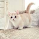 This Munchkin Kitten Will Melt Your Heart With Cuteness