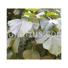 Image result for Erythrina madagascariensis