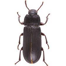 Deutsche wohnen ist der vermieter. Mehlkafer Und Mehlwurmer Bekampfen Ace Zydek