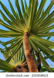 Image result for Pandanus odoratissimus
