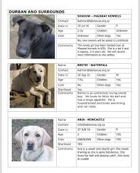 When we adopt out a dog or a cat, we want it to be for life. Our Latest Nationwide List Labrador Rescue South Africa Facebook