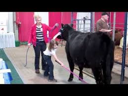 Techniques To Halter Break Calves With Ease Show Cattle Showing Livestock Cow Calf