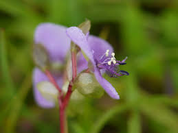 Image result for Murdannia simplex