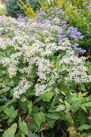 Image result for Dioscorea asteriscus