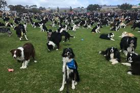 Gaar is dedicated to fostering, rehabilitating, and placing. 576 Border Collies Gather In Australia To Set Unofficial World Record For Charity Fundraiser The Independent The Independent