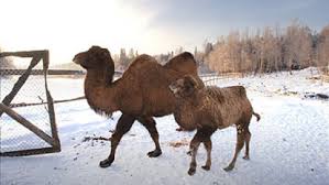 The farm will be based in the south. Unhcr Somali Refugees Pin Hopes On Camel Herding In Snowy Norway