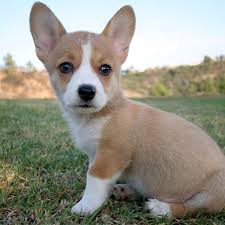 Ask veterinarians or do an online search for rescue groups that specialize in abandoned corgis. Corgi Rescue Online