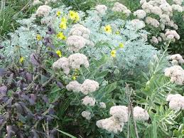 Artemisia 'silver king'.plants.'silver king' artemisia. Artemisia Silver In Your Flower Garden Tending My Garden