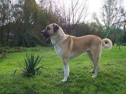 top10 des chiens puissants chien berger anatolien races de gros chiens