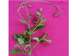 Image result for Crassocephalum