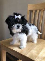 Shih Tzu Coat Colors