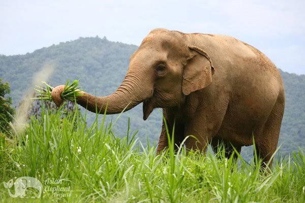 Asian Elephant Projects | National Thai Elephant Day