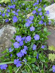 Image result for Vinca minor