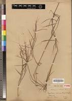Image result for Hyparrhenia niariensis