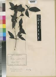 Image result for Rutidea