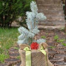 Picea glauca = 160 lei; Facebook