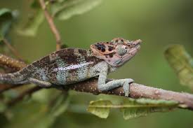 Image result for Myrica salicifolia